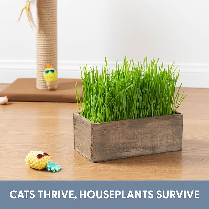 The Cat Ladies Cat Grass Kit Complete with Rustic Wood Planter, Organic Seed and Soil. Easy to Grow - Great for Indoor or Outdoor Cat, Dogs and Other Pets. Prevent Hairballs and Aid Digestion…