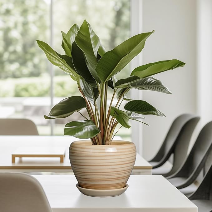 6 Inch Plant Pot Ceramic - Decorative Planter for Indoor Plants Succulent Pot with Drainage Hole and Saucer Round Planter Outdoor Flower Pot for House Patio Yellow