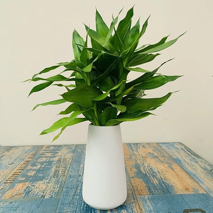 Simple Vase for Flowers Plants, Matte Vases for Modern Table Shelf Home Decor Wedding Boho Decor, 6" H Frosted Elegant Ceramic Vase for Pampas Grass Fluffy Stem Bouquet Lavender Flowers (White, 2)
