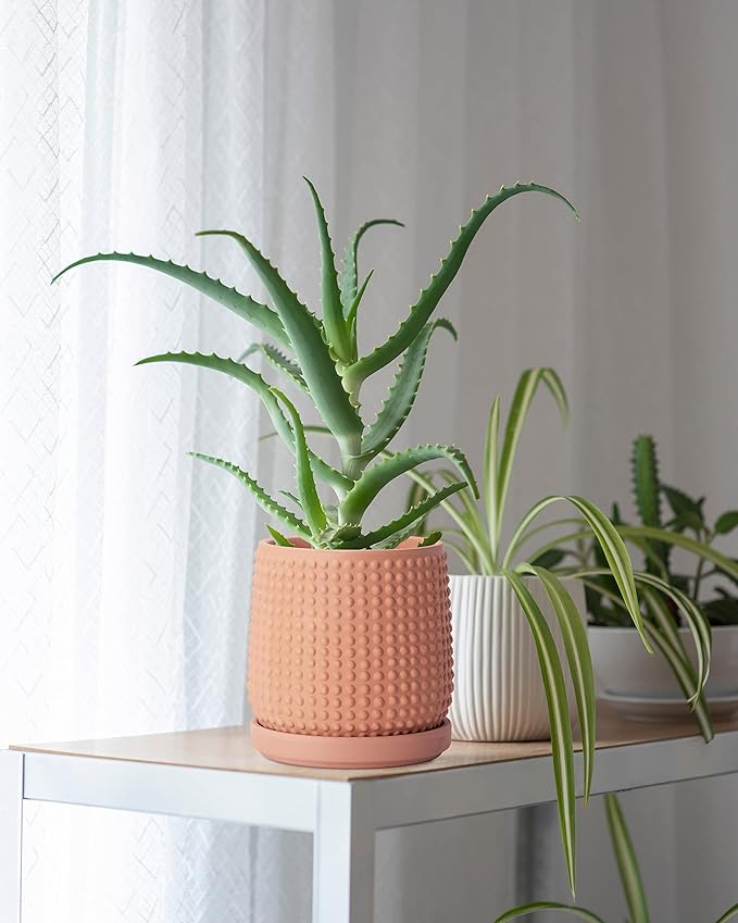 D'vine Dev 6 Inch Terracotta Beaded Planter Pot - Flower Pot with Drainage Hole and Saucer for Indoor Succulent Plants or Flowers, Terracotta, 27-C-X-7