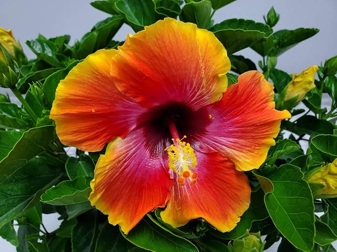 Hibiscus Bush - Fiesta Flower - Tropical Plants of Florida - Overall Height 22" to 26" (Plant Only)