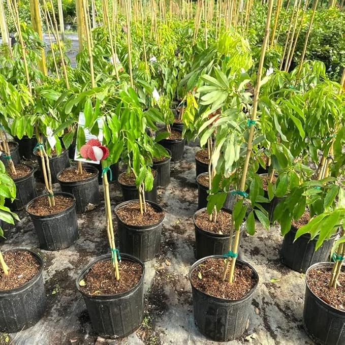 Premium Lychee Potting Soil Mix - Perfect Balance of Nutrients, Drainage, and Aeration for Thriving Lychee Trees - 4 Quart
