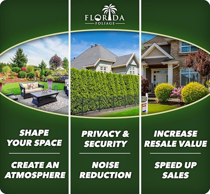 Lantana Dallas Red | 10 Live Plants | Lantana Camara | Flowering Perennial | Garden Colorful Bloom | Hardy Outdoor Decor | Vibrant Red Flowers