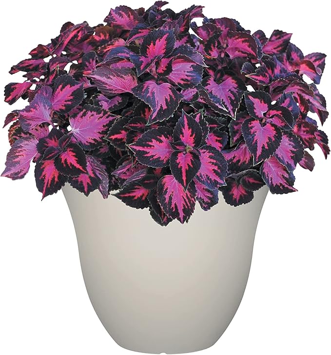 Classic Home and Garden Honeysuckle Resin Flower Pot Planter, White Vanilla, 13"