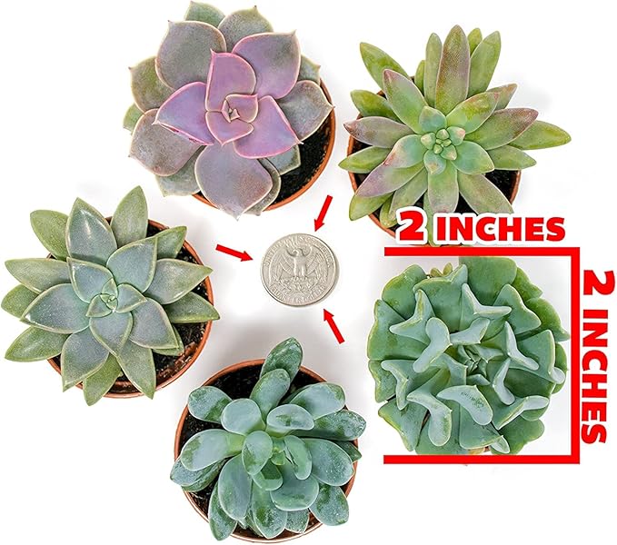 Succulents Plants Live (12PK) Potted Succulent Plants Live House Plants, Cactus Plants Live Plants Indoor Plants Live Houseplants, Indoor Plant Succulents Live Plant House Plant by Plants for Pets