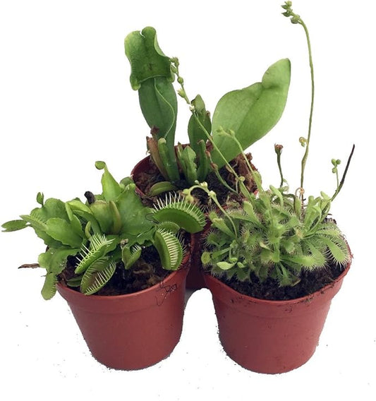Carnivorous Terrarium Plants - Assortment of 3 Plants in 2" Pots