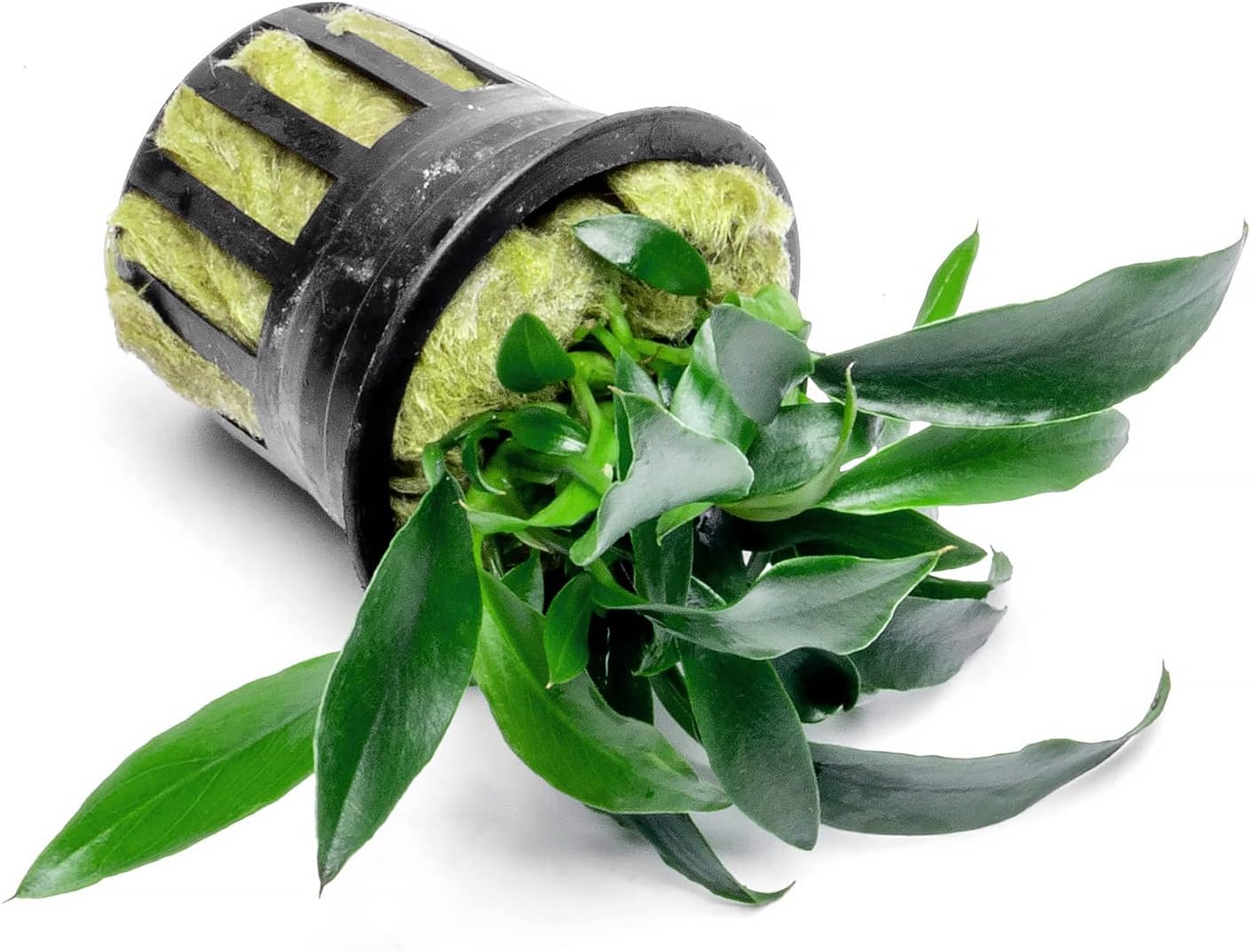 Anubias Live Aquarium Plants - Potted Freshwater Plant for Fish Tanks, Terrariums - Beginner Friendly Low Light (Chili Jalapeno, 1 Pot)