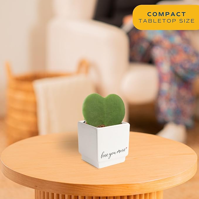 Costa Farms Hoya Heart Live Plant, Succulent-Like Houseplant in Cute Love You More Plant Pot, Potting Soil, 5-Inches Tall| Valentines Day Gift | Valentines Day Decoration
