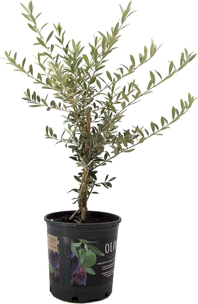 American Plant Exchange Live Olive Tree, Arbequina – Real Fruiting, Edible Indoor/Outdoor Houseplant – Medium 7.5-Inch Pot, Perfect for Home, Office, Patio & Garden Décor