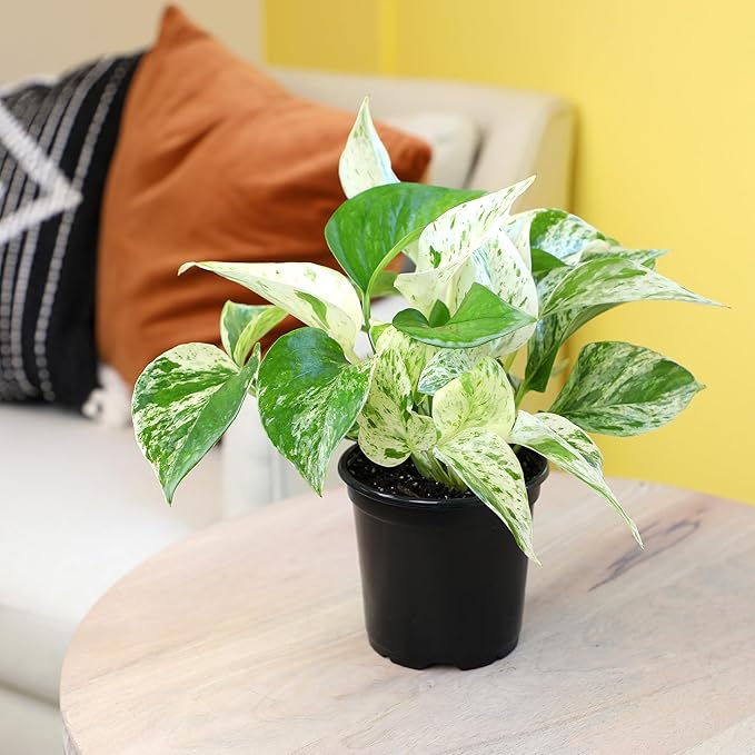 Marble Queen Pothos Plant in 4 Inch Planter Pot for Plants, Low Light Plants Live Houseplants, Pothos Live Plant Decor, Live Plants Indoor Plants Live Houseplants Live Indoor Plants by Plants for Pets