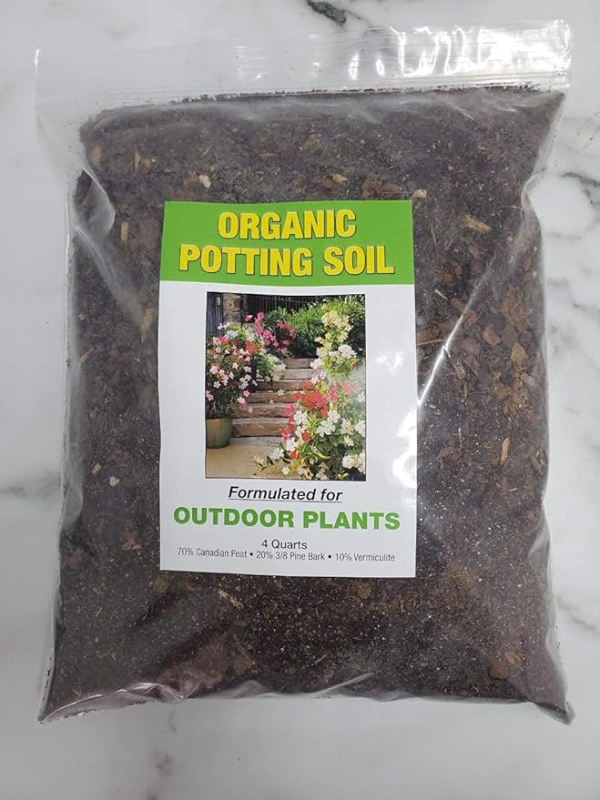 Fiesta Hibiscus Bush - Live Hibiscus Flowering Plant - Tropical Flower Plant - 1 Gallon Planter - Overall Height 10" to 14" - Tropical Plants of Florida (Plant Only)