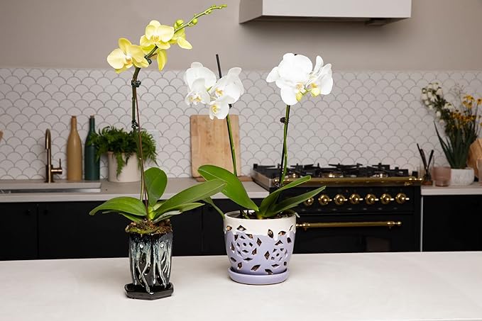 rePotme 4 x 6 inch Ceramic Orchid Pot (Honey Cream Over Coffee) - Hexagon Orchid Pot with Holes