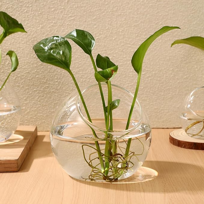 Mipcase 3 Pcs Plant Terrarium Plant Holder Terrarium Air Plant, 3 Round Glass Vase for Succulents, Clear Bubble Planter for Home Decor, Oblique Opening Glass Bowls Succulent Orbs Mini Tank
