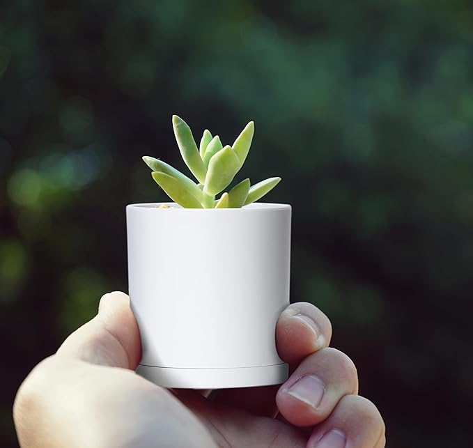 D'vine Dev 24 Pack 2 Inch Mini Plastic Plant Pots, Small Garden Planters for Plant with Drainage Holes and Saucers, White Color, 74-Z-A-6