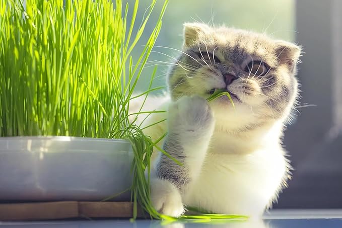 Premium Cat Grass Potting Mix - Provide Your Feline Friend with a Natural and Nutritious Snack - 1 Quart