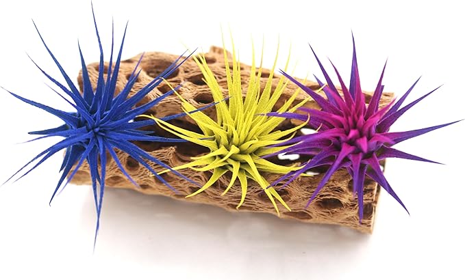 Dyed Tillandsia Ionantha Guatemala Enhanced Colored Colorful Air Plant Live Easy Care Indoor Outdoor Home Decor Gift Airplant by Awesome Industries Live Arrival Guaranteed (Moonbeam)
