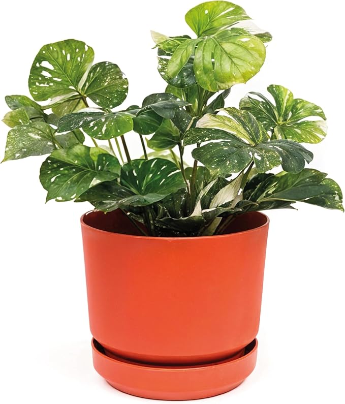 Elly Décor 12 inch Plastic Cylinder Planter Pot with Self-Watering Saucer and Drainage Hole,Lightweight & Extremely Durable, 12"x 12", Terracotta