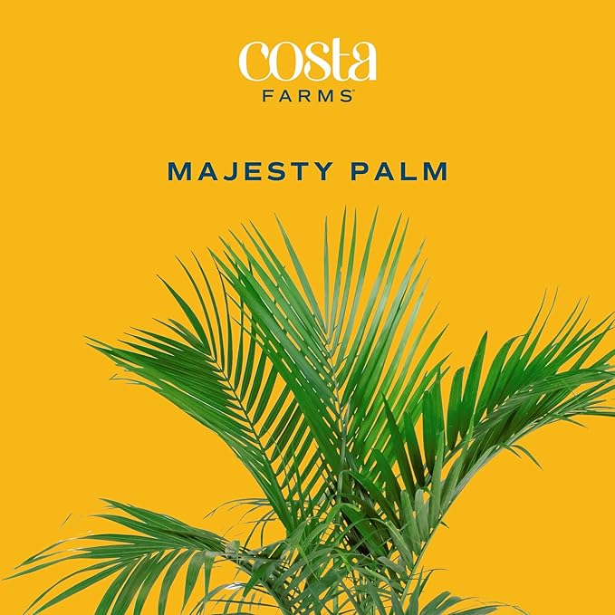 Costa Farms Majesty Palm Tree, Live Indoor Plant Potted in Grower Pot, Tropical Houseplant in Potting Soil, Patio Home Decor or Room Decor, Housewarming, 3-4 Feet Tall