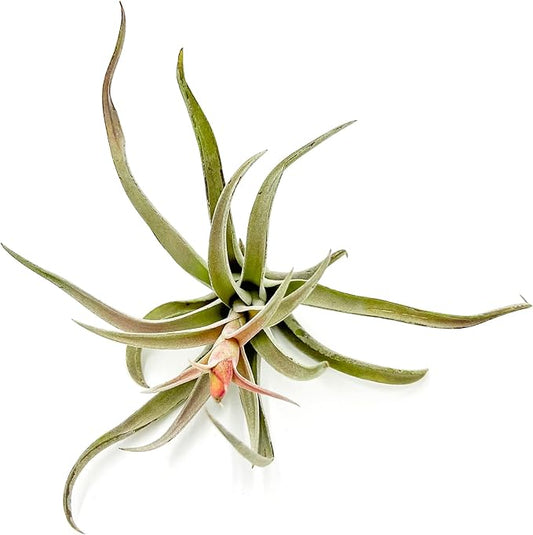 Air Plants - Flowering Tillandsia Harrisii, Large 3-5" - 1ct - Live Arrival Guaranteed - House Plants for Home Decor & Gift