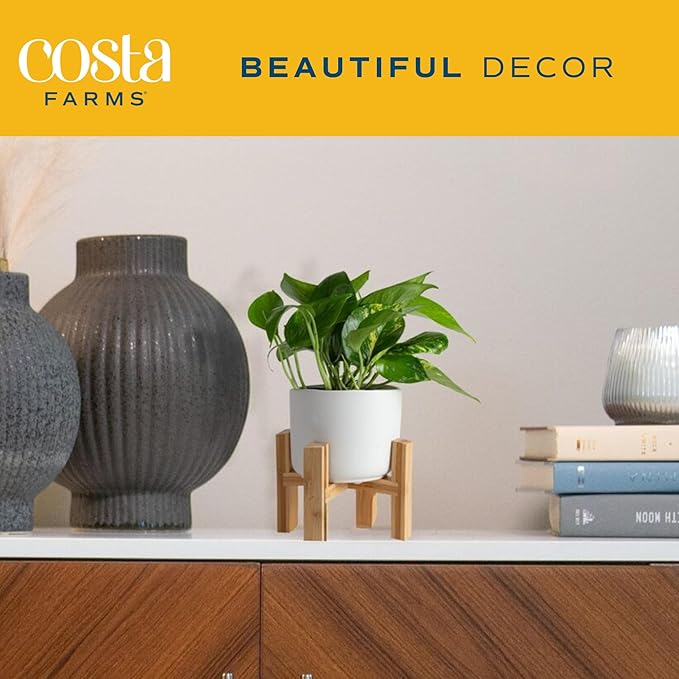 Costa Farms Live Pothos Plant, Easy to Grow Vining Houseplant in Cute Décor Planter, Housewarming Gift, Room Decor, 10-12 Inches Tall | Valentines Day Gift | Valentines Day Decoration