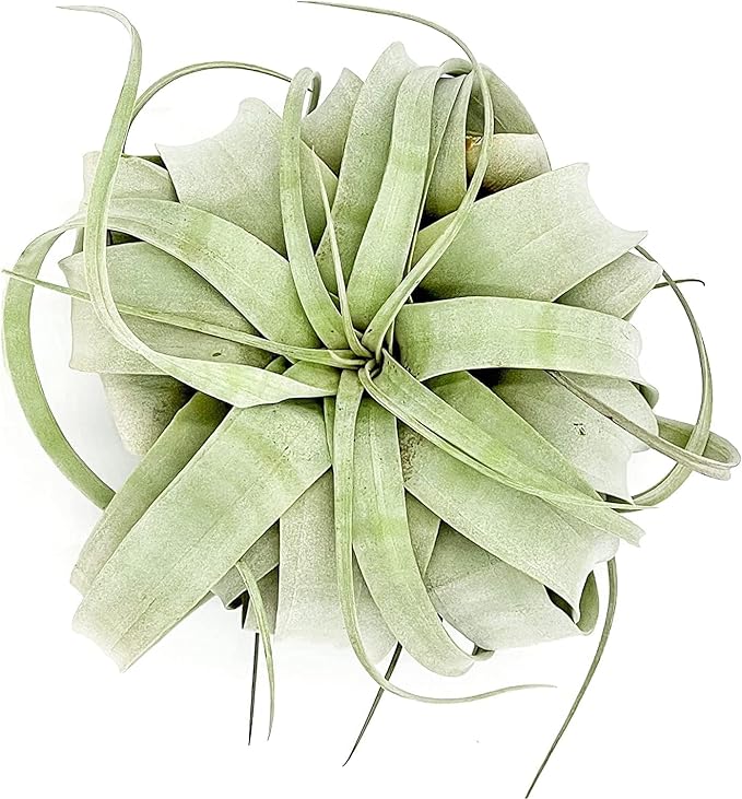Air Plants - Tillandsia Xerographica, Large 5-7” - 10ct - Live Arrival Gauranteed - House Plants for Home Decor & Gift