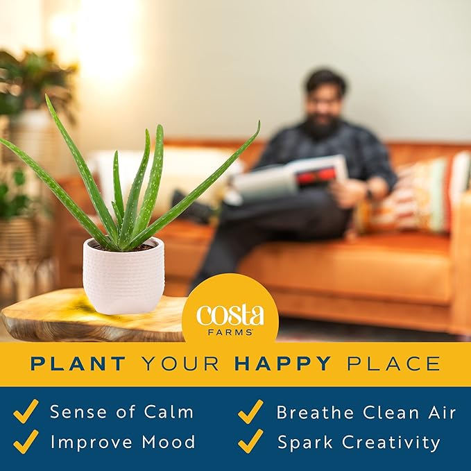 Costa Farms Aloe Vera, Easy to Grow Live Succulent Plant, Indoor Houseplant in Décor Plant Pot, Housewarming, Birthday Gift, Room or Home Decor, 10-12 Inches Tall