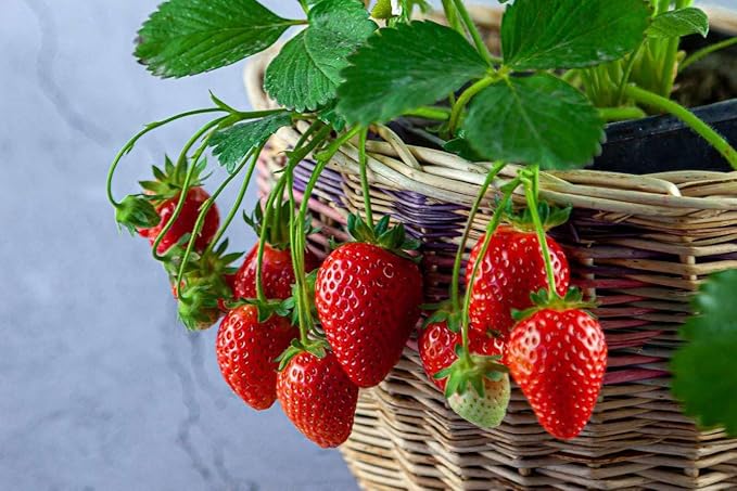 Strawberry Premium Potting Soil Mix - Ideal Blend for Growing Robust and Flavorful Strawberries - 3 Quart