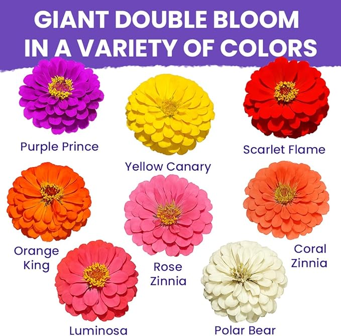 NatureZ Edge Zinnia Seeds for 2025 Planting Outdoors, Over 16,500 Flower Seeds, 1/4 lb, Non GMO Made in USA, Bulk Semillas De Flores para Sembrar, California Giants, Easy to Grow Zinnia Seed Mix