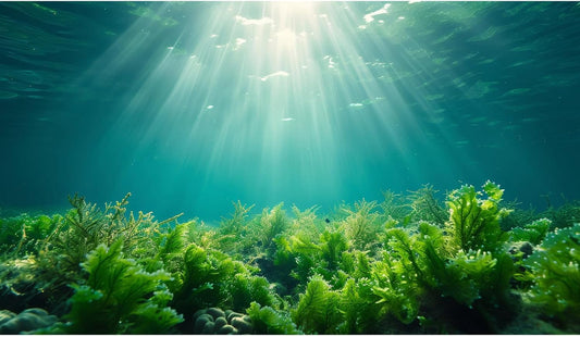 Deep Ocean Fish Tank Background Under The Sea Aquatic Plants Aquarium Background Underwater Corals Sunray Terrarium Backgrounds Tropical Fish Ocean World Aquarium Backgrounds Decorations 36x20in