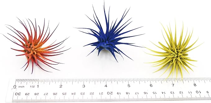 Live Extra Large Tillandsia Ionantha Guatemala Colorful Air Plant 3+ inch Enhanced Color Easy Care Indoor Outdoor Home Decor Gift Airplant by Awesome Industries (Orange XL)