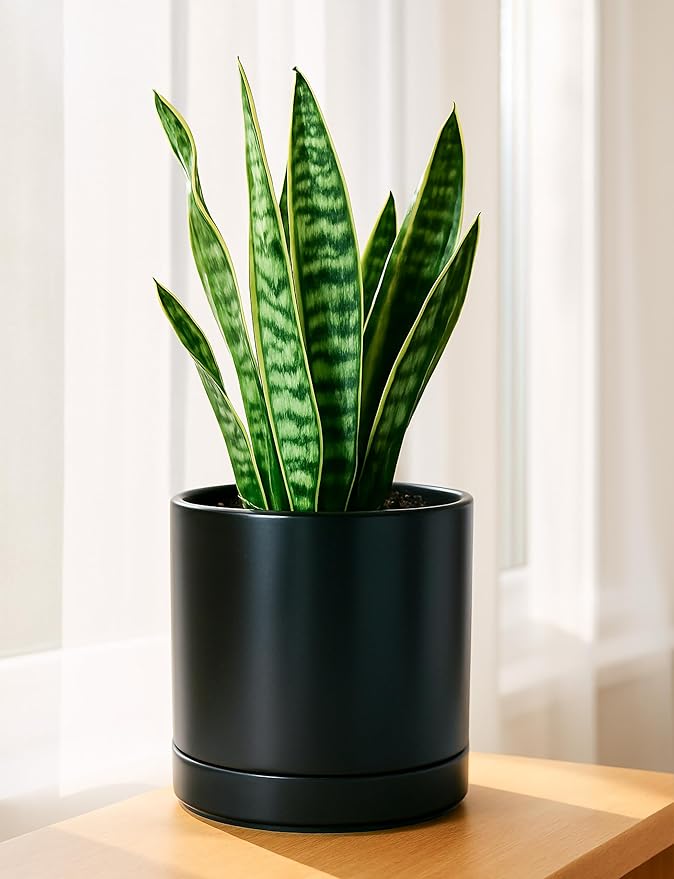 D'vine Dev Set of 2 Plants Pots, 8 Inch Ceramic Planter Pot for Plants with Drainage Hole and Saucer, Black, 94-V-D-2