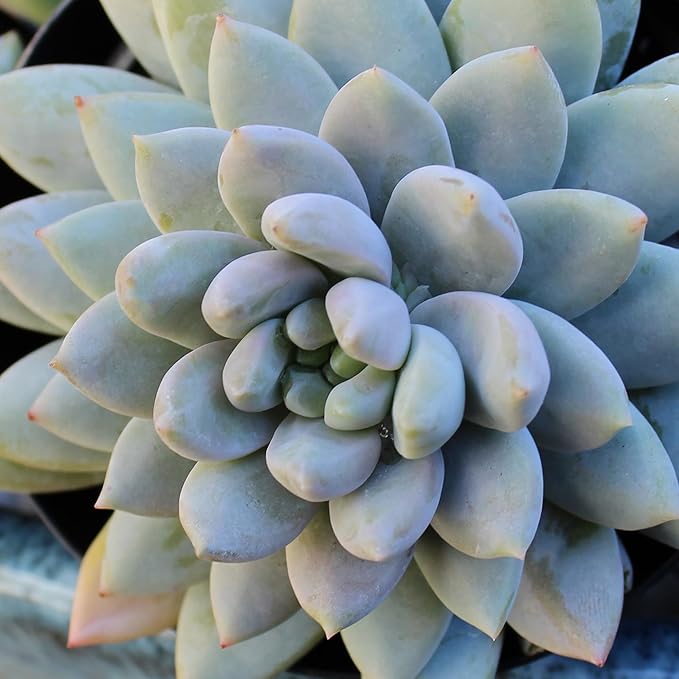 Altman Plants, Live Succulents Plants Live Houseplants (6PK), Succulents Live Plants Live House Plants Indoors Live, Live Cactus Plants Live Cacti Succulent Plants Live Indoor Plants Live Houseplants