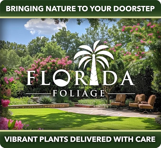 Lantana Dallas Red | 10 Live Plants | Lantana Camara | Flowering Perennial | Garden Colorful Bloom | Hardy Outdoor Decor | Vibrant Red Flowers