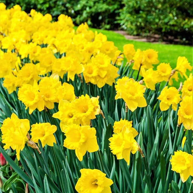 50 Yellow Daffodil Bulbs for Planting - Dutch Master Value Bag - Plant in Gardens, Borders & Flowerbeds - Bulb Size 10/12 cm - Easy to Grow Fall Flowers Bulbs by Willard & May