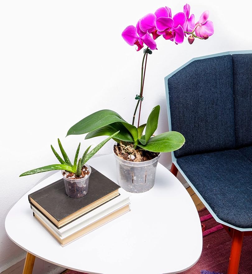 rePotme Orchid Pot - 6 inch Slotted Clear Orchid Pots - 3 Pack (Crystal Clear)