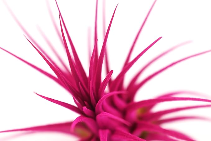 Live Extra Large Tillandsia Ionantha Guatemala Colorful Air Plant 3+ inch Enhanced Color Easy Care Indoor Outdoor Home Decor Gift Airplant by Awesome Industries (Pink XL)