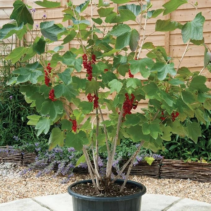 Premium Currant Plant Potting Soil Mix - Optimal Nutrient-Rich Blend for Thriving and Juicy Currants - 2 Quart