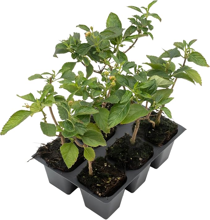 6 Dallas Red Lantana | Live Plants in 2.5-inch Nursery Cubes | Lantana Camara 'Dallas Red' Variety | Hardy Evergreen Perennial Shrub | Fiery Vibrant Blooms for Home & Garden