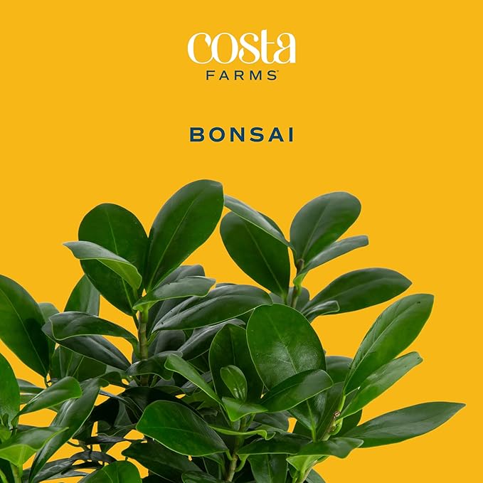 Costa Farms Mini Bonsai Tree, 1-Year Old Grower's Choice Live Indoor Plant, Easy to Grow Houseplant in Indoor Plant Pot, Potting Soil, Room and Home Decor, Birthday, Housewarming Gift, 10-Inches Tall