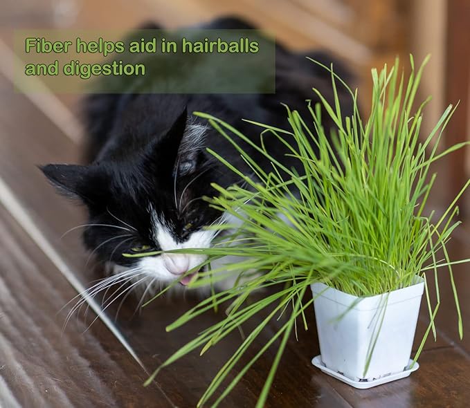 Cat Grass Refill Kit, Includes Seeds and Peat Soil Pellets, 3 Pack, Certified Organic (3 Seed Packs)