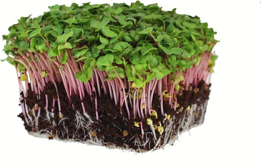 Radish Sprouting Seed - Red Arrow Variety - 4 oz Seed Pouch - Heirloom Radish Sprouts - Non-GMO Sprouting and Micro Greens