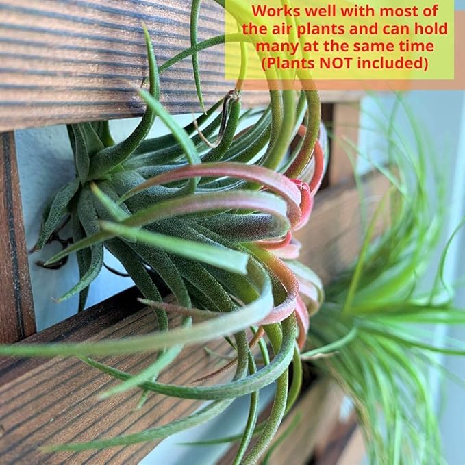 ShopLaLa Wall Planter - Wooden Hanging Planter for Indoor Plants, Plant Stand, Air Plant Succulent Holder, Vertical Garden. Large Wall Decor for Living Room, Room Decor for Teens, 60cm (23.6")