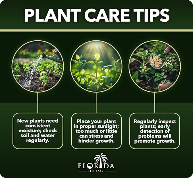 Lantana Dallas Red | 10 Live Plants | Lantana Camara | Flowering Perennial | Garden Colorful Bloom | Hardy Outdoor Decor | Vibrant Red Flowers