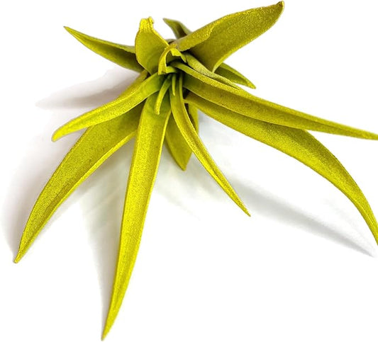 Colored Capitata Air Plant, Tillandsia Air Plant, Airplant, Air Purification, House Plant, Home Decor & Gift, Live Plant (Yellow)