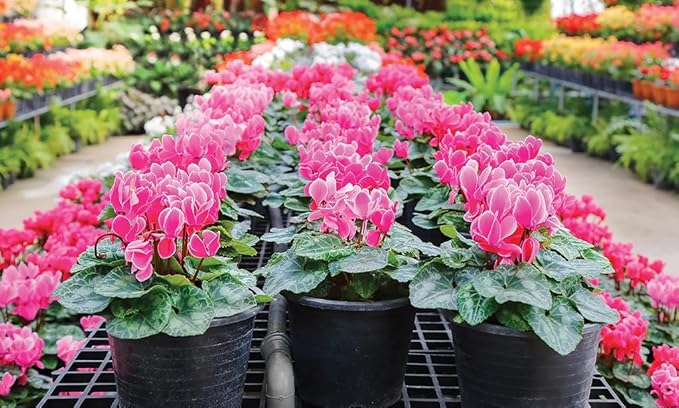 Premium Cyclamen Potting Soil Mix - Perfect Balance of Nutrients, Drainage, and Aeration for Thriving Blooms - 20 Quart