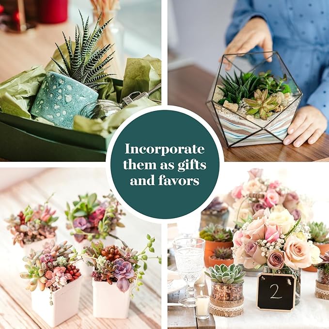 Shop Succulents Mixed Succulent Plant Pack 2" Grow Pot Pack of 100