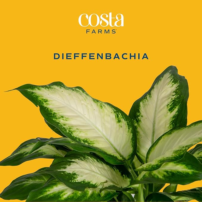 Costa Farms Dieffenbachia Live Indoor Plant, Easy to Grow Houseplant, Potted in Indoors Garden Nursery Plant Pot, Potting Soil Mix, Grower's Choice, Home and Office Plants Decor, 1 Foot Tall