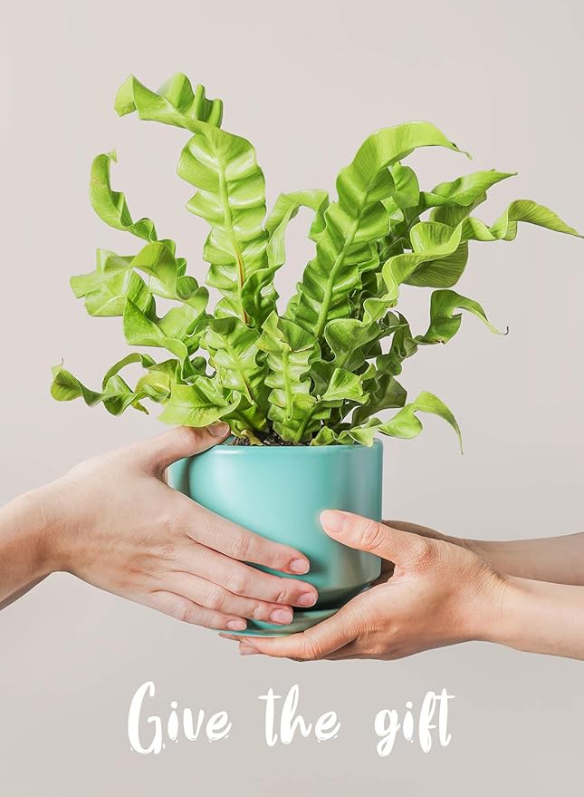 LE TAUCI Ceramic Plant Pots, 4.3+5.3+6.8 inch, Set of 3, Planters with Drainage Hole and Saucer, Indoor Flower Pot with Hole Mesh Pad, Gifts for Mom, Aqua