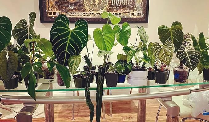 Premium Aroid Potting Mix - 20 Quart - Soil Free Blend for Aroids - Growing Medium for House Plants by Gardenera - (4 Bags of 5 Quart)