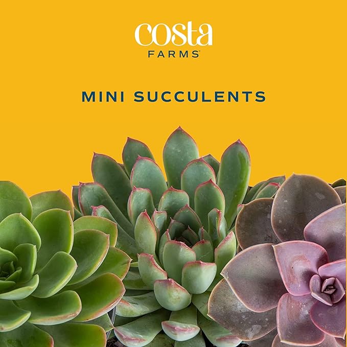 Costa Farms Mini Succulents (48 Pack), Live Succulent Plants in Decor Pots, Indoor Houseplants in Potting Soil, Party Favor Gifts, Bulk Baby Shower, Bridesmaid, 2-Inches Tall